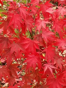 Annelies 04 Herfstknal